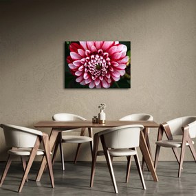 Tablou cu dalie roz (70x50 cm)