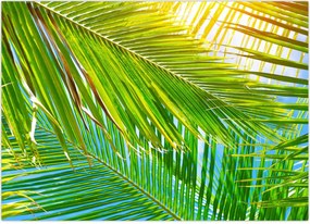 Tablou - Frunze de palmier (70x50 cm)