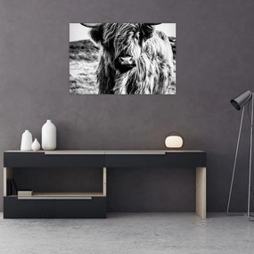 Tablou - Highland - vacă scoțiană (90x60 cm)