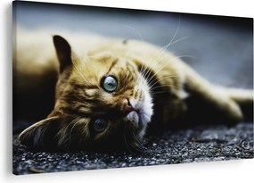 Tablou cu pisica (90x60 cm)