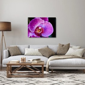 Tablou pe sticlă detailat cu floare de orhidee (70x50 cm)
