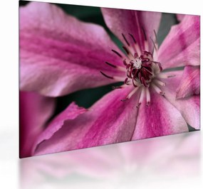 Tablou pe sticlă cu floarea roz de clematis (70x50 cm)