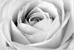 Tablou - Detailu de floare de trandafir (90x60 cm)