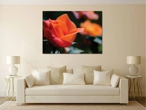 Tablouri Canvas Flori - Laleaua portocalie