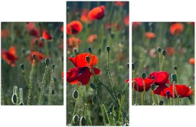 Tablou - Lunca cu maci (90x60 cm)