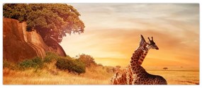 Tablou Girafe în Africa (120x50 cm)