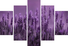 Tablou - Lavanda (150x105 cm)