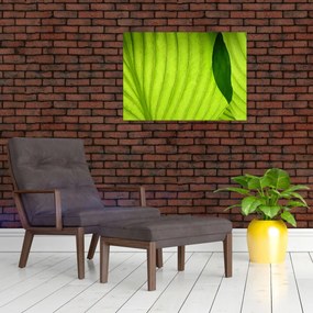 Tablou pe sticlă - Detaliu de frunză verde (70x50 cm)