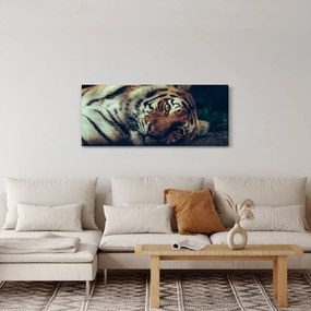 Tablou - Tigrul Siberian (120x50 cm)