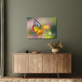Tablou pe sticlă - Fluture pe floare (70x50 cm)