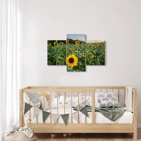 Tablou - Câmpul de floarea-soarelui II. (90x60 cm)