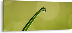 Tablou cu picătură de apă pe iarbă (120x50 cm)