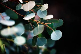 Fotografie eucalyptus, Stephanie Nantel