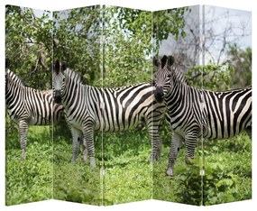 Paravan - Zebre (210x170 cm)