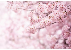 Fototapetă non-tessuta XXL Sakura 360 x 254 cm, 4părți
