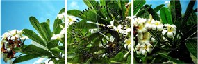 Tablou - Plumeria (cu ceas) (90x30 cm)