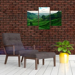Tablou Plantații de ceai - Malaezia (90x60 cm)