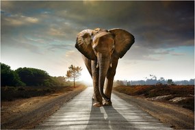 Tablou cu elefant (90x60 cm)