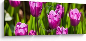 Tablou cu lale pe luncă (cu ceas) (90x30 cm)