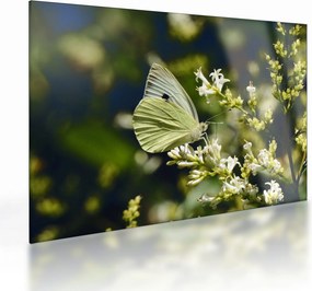 Tablou pe sticlă cu fluture (70x50 cm)