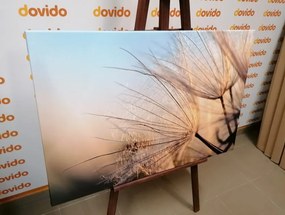 Tablou păpădie pe câmp la răsărit de soare