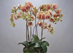Aranjament floral deosebit ORCHID O/SOIL PINK 83cm 113682 SK