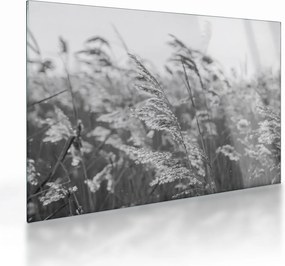 Tablou pe sticlă - Iarba în vânt (70x50 cm)
