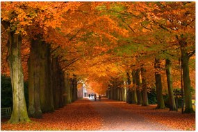 Tablou - Bulevardul de copaci în toamnă (90x60 cm)