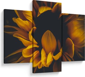 Tablou - Floarea-soarelui în fundal negru (90x60 cm)