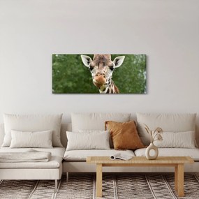 Tablou cu girafa (120x50 cm)