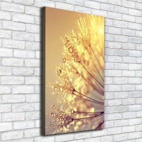 Tablou pe pânză canvas Semințe de papadie