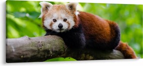 Tablou cu panda roșie (120x50 cm)