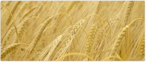 Tablou - Orz (120x50 cm)