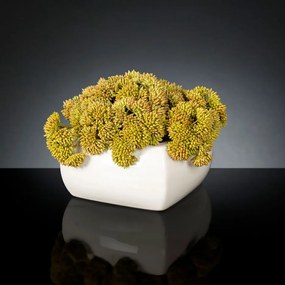 Aranjament floral mic decor festiv design LUX SEDUM PLANT