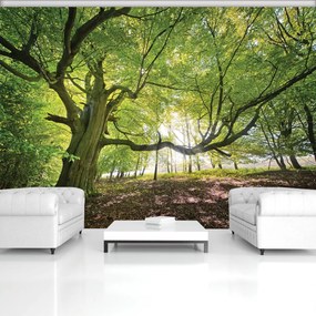 Fototapet - Copac (152,5x104 cm)