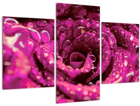Tabloul cu floarea trandafirului roz (90x60 cm)