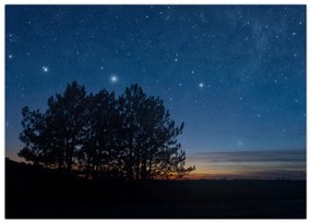 Tablou cu copaci noapte (70x50 cm)