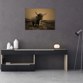 Tablou - Vacă scoțiană pe fugă (70x50 cm)