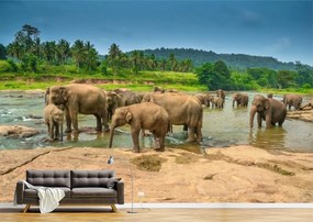 Tapet Premium Canvas - Grup de elefanti la lac
