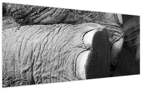 Tablou - Picior de elefant (120x50 cm)