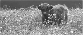 Tablou - Vacă scoțiană 5,alb-negru (120x50 cm)