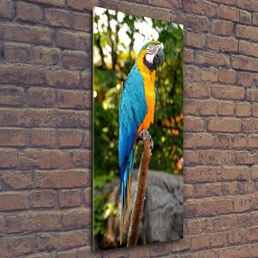 Fotografie imprimată pe sticlă Ara papagal