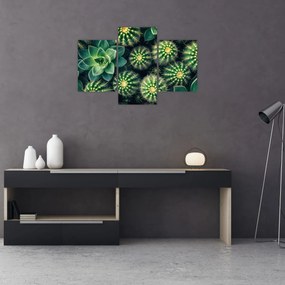 Tablou - Cactuși (90x60 cm)