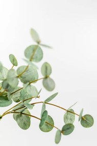 Fotografie Artificial Eucalyptus  with wihte background, Adél Békefi