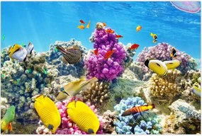 Tablou - Lumea mării (90x60 cm)