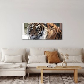 Tablou cu tigrul (120x50 cm)