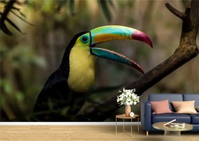 Tapet Premium Canvas - Papagalul cu ciocul colorat