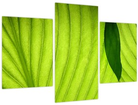 Tablou - Detaliu de frunză verde (90x60 cm)