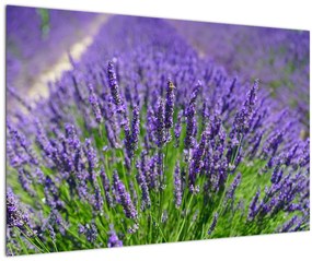 Tablou - lavanda (90x60 cm)