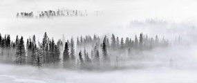 Fotografie Foggy Forest, Mei Xu